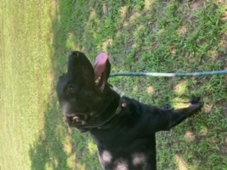 Shane, a Adoptable mixed breed in Tahlequah, OK image 5/6