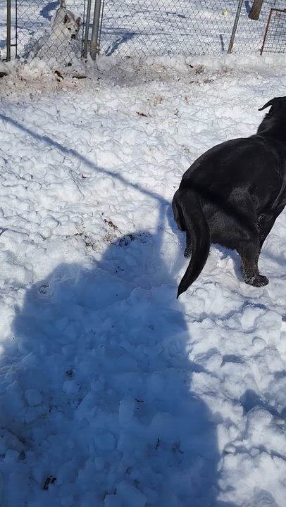 Enlarge Shane, a Adoptable mixed breed in Tahlequah, OK video 5/6