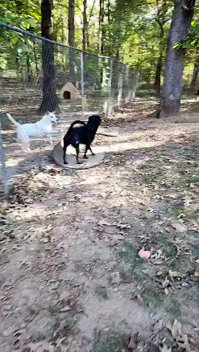 Enlarge Shane, a Adoptable mixed breed in Tahlequah, OK video 6/6