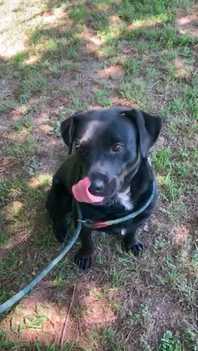 Enlarge Shane, a Adoptable mixed breed in Tahlequah, OK video 6/6