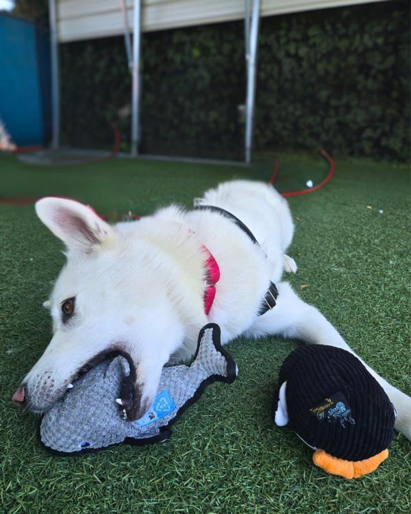 Enlarge Bianca, a Adoptable mixed breed in Vallejo, CA image 1/1