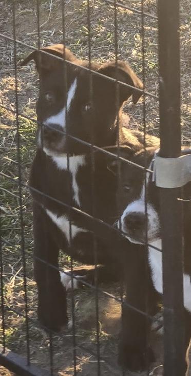 Moon, Adoptable, Puppy Female Labrador Retriever.