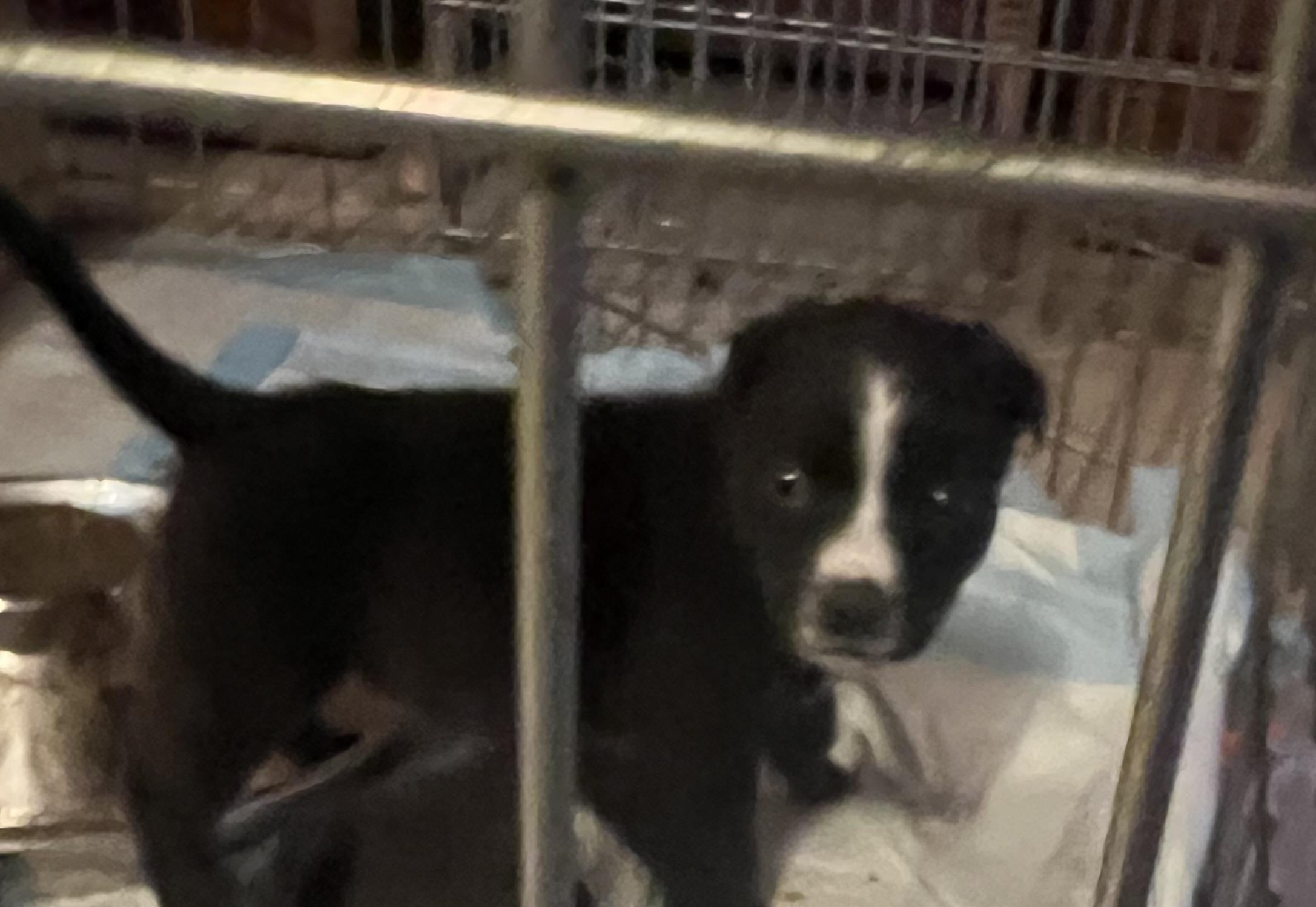 Moon, Adoptable, Puppy Female Labrador Retriever.