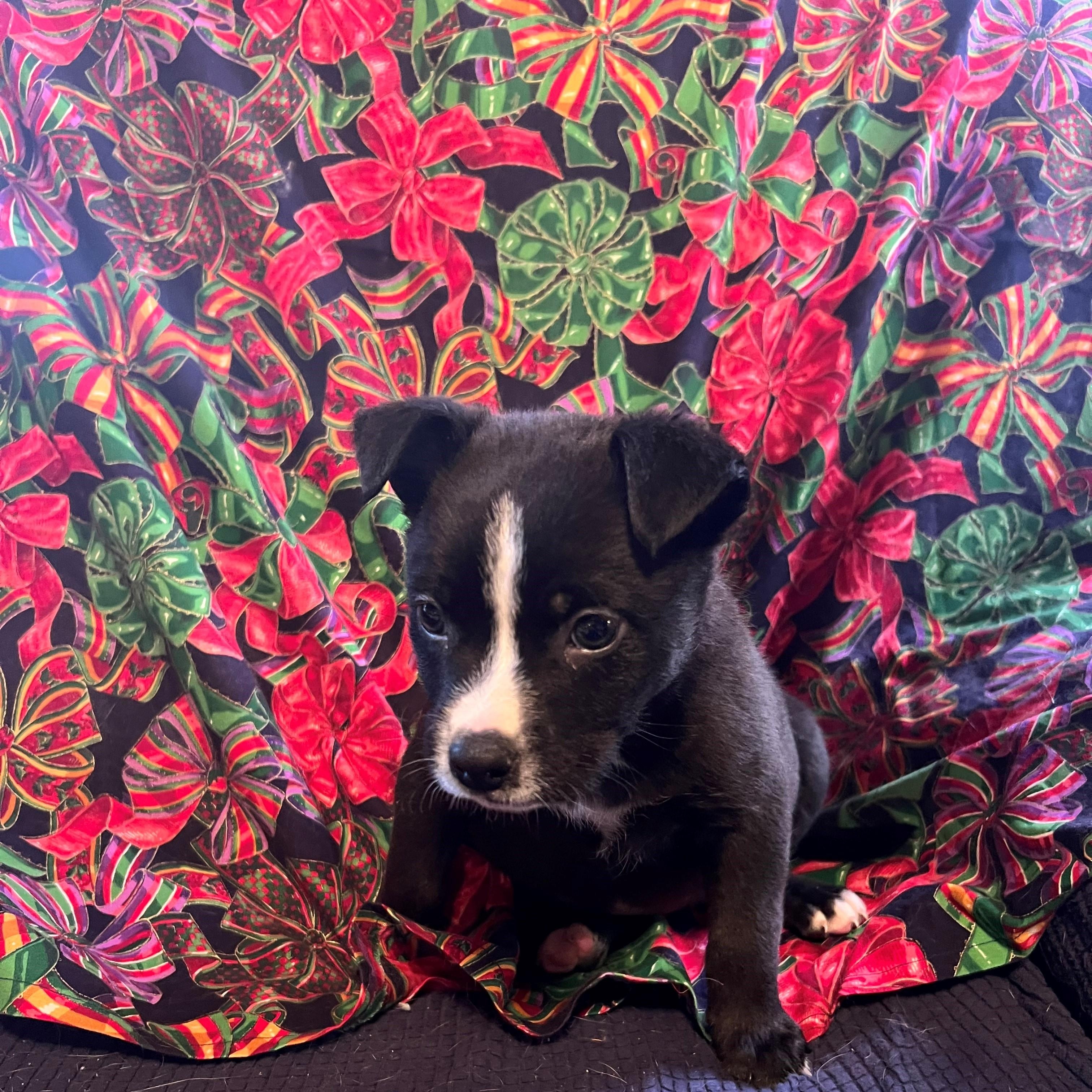 Enlarge Moon, a Adoptable mixed breed in Lucerne Valley, CA image 2/2