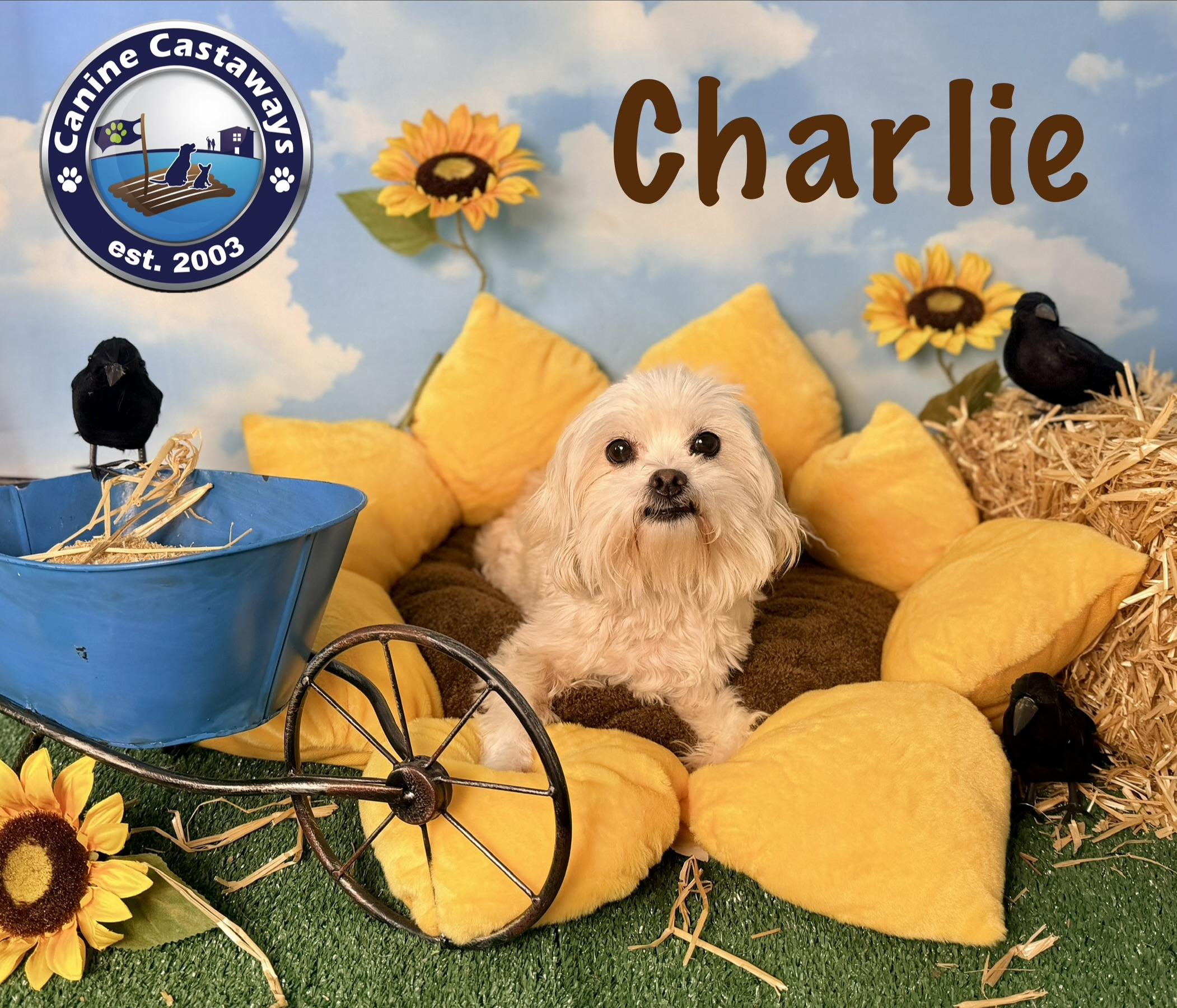 Enlarge Charlie, an adopted mixed breed in Arcadia, FL image 3/4