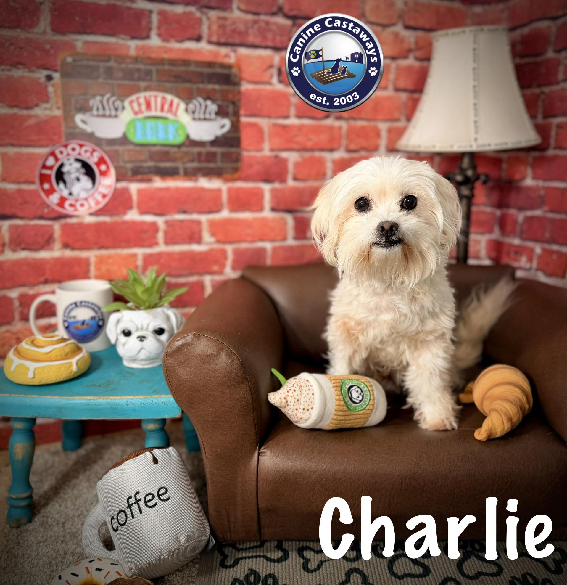 Enlarge Charlie, an adopted mixed breed in Arcadia, FL image 1/4