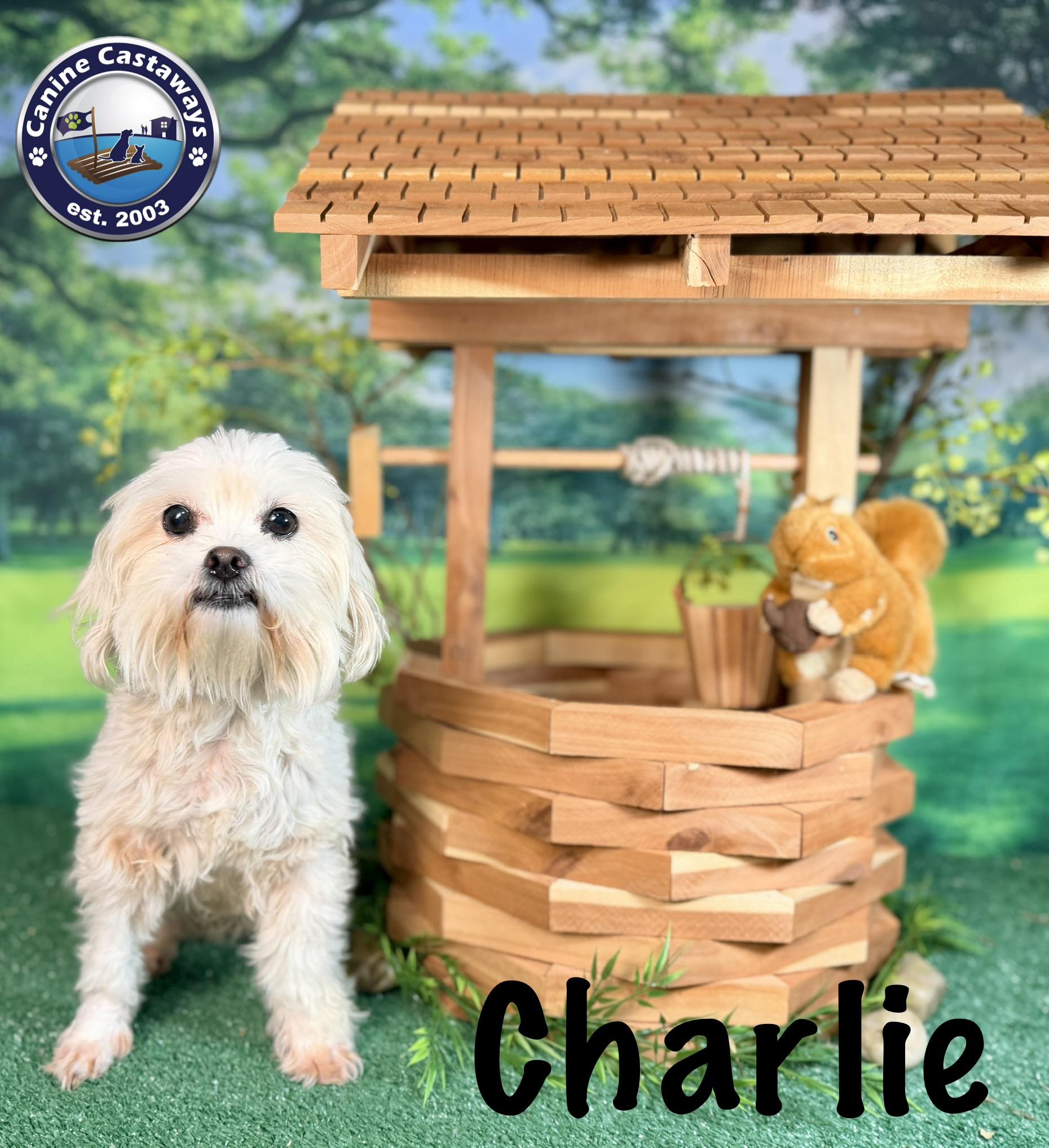 Enlarge Charlie, an adopted mixed breed in Arcadia, FL image 2/4