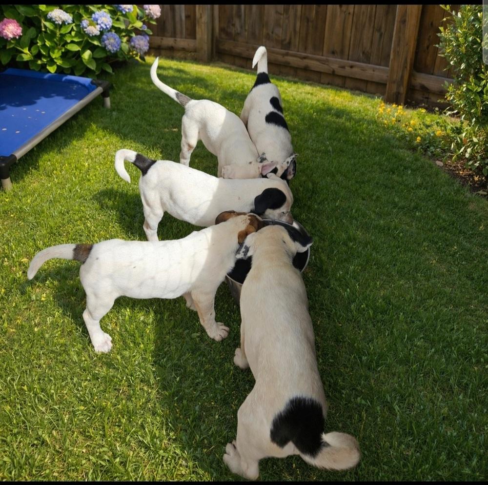 Enlarge Cute Puppies Ready April 2026, a Adoptable mixed breed in San Antonio, TX image 1/6