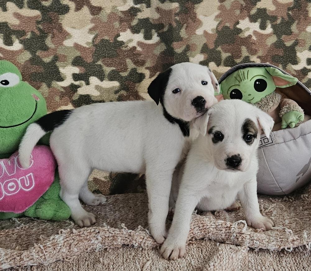 Enlarge Cute Puppies Ready April 2026, a Adoptable mixed breed in San Antonio, TX image 2/6