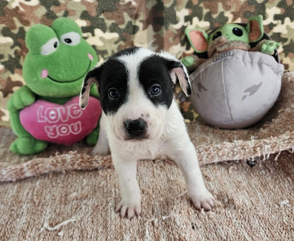 Enlarge Cute Puppies Ready April 2026, a Adoptable mixed breed in San Antonio, TX image 1/6
