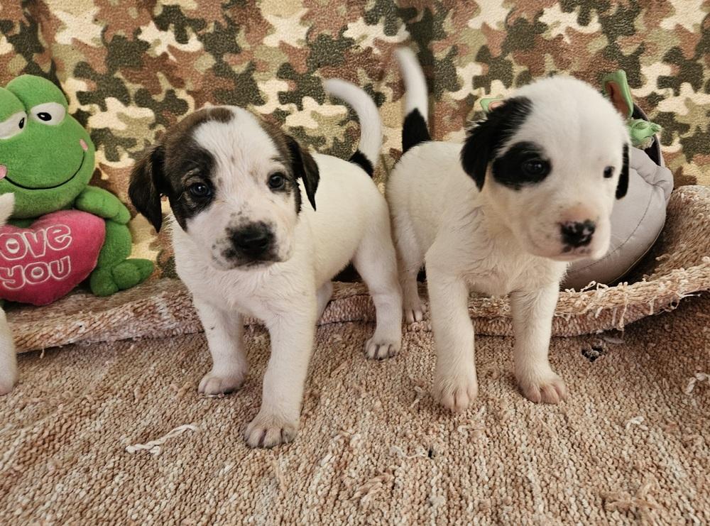 Enlarge Cute Puppies Ready April 2026, a Adoptable mixed breed in San Antonio, TX image 2/6