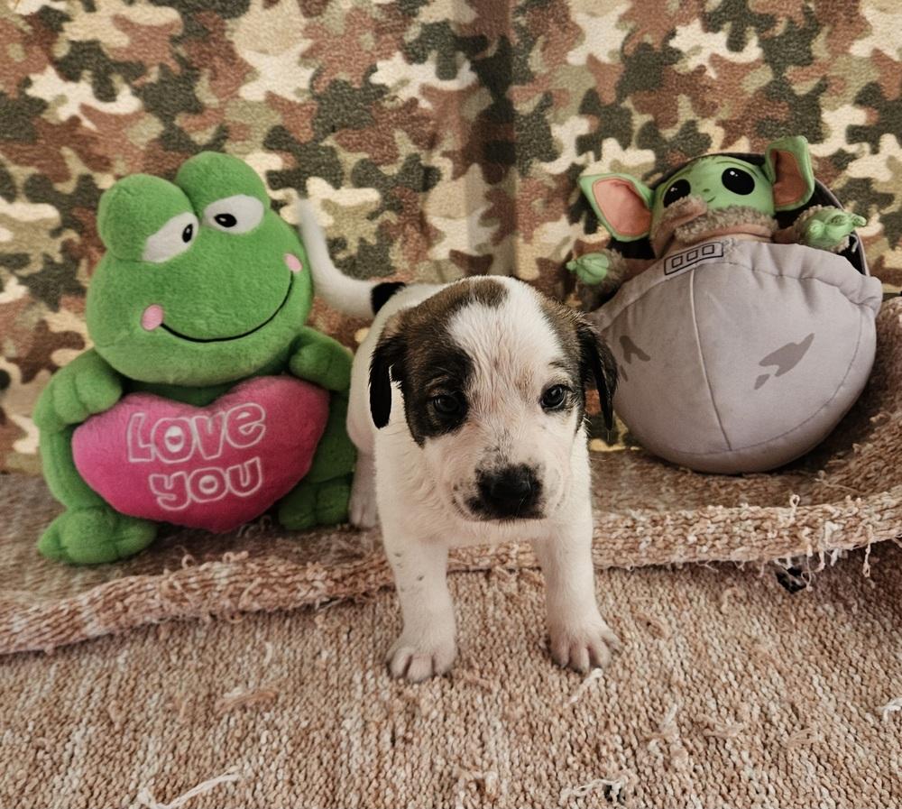 Enlarge Cute Puppies Ready April 2026, a Adoptable mixed breed in San Antonio, TX image 3/6