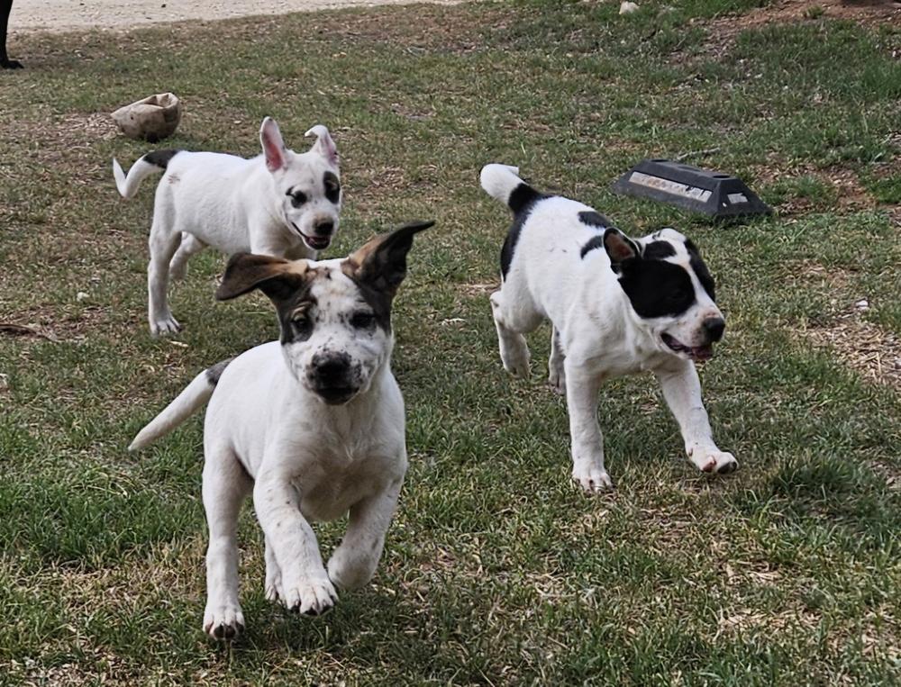 Enlarge Cute Puppies Ready April 2026, a Adoptable mixed breed in San Antonio, TX image 4/6