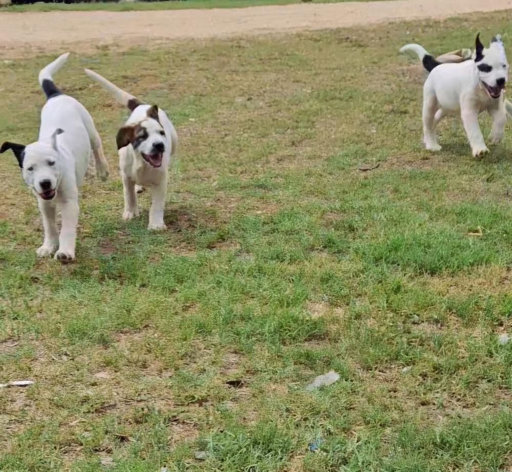 Enlarge Cute Puppies Ready April 2026, a Adoptable mixed breed in San Antonio, TX image 5/6