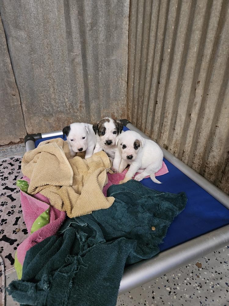 Enlarge Cute Puppies Ready April 2026, a Adoptable mixed breed in San Antonio, TX image 4/6
