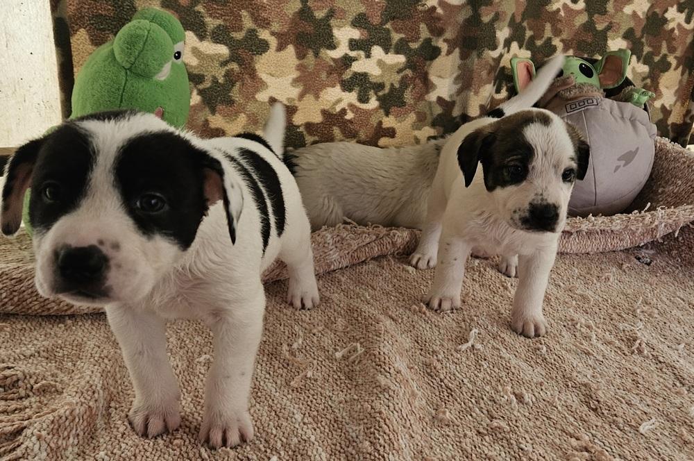 Enlarge Cute Puppies Ready April 2026, a Adoptable mixed breed in San Antonio, TX image 5/6
