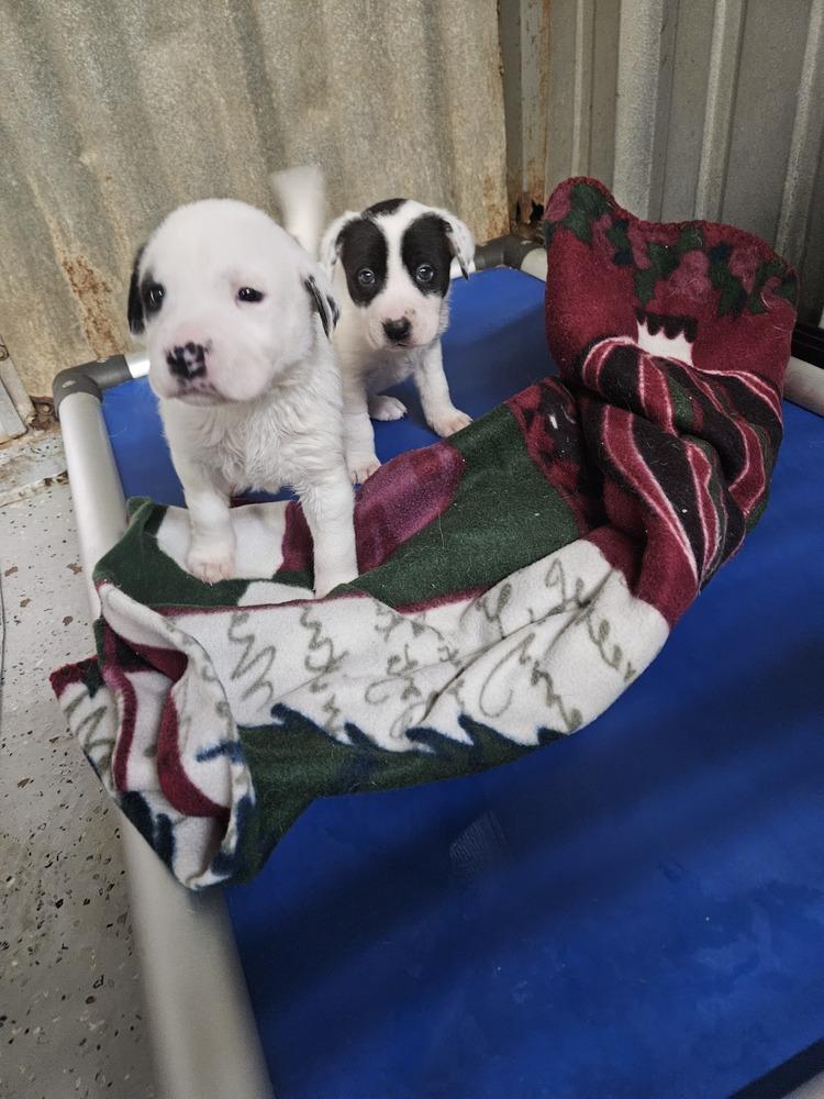 Enlarge Cute Puppies Ready April 2026, a Adoptable mixed breed in San Antonio, TX image 6/6