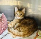 Enlarge Ethel, a ADOPTABLE Domestic Short Hair in Cibolo, TX image 2/2