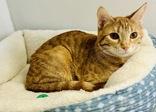 Enlarge Ethel, a ADOPTABLE Domestic Short Hair in Cibolo, TX image 1/2