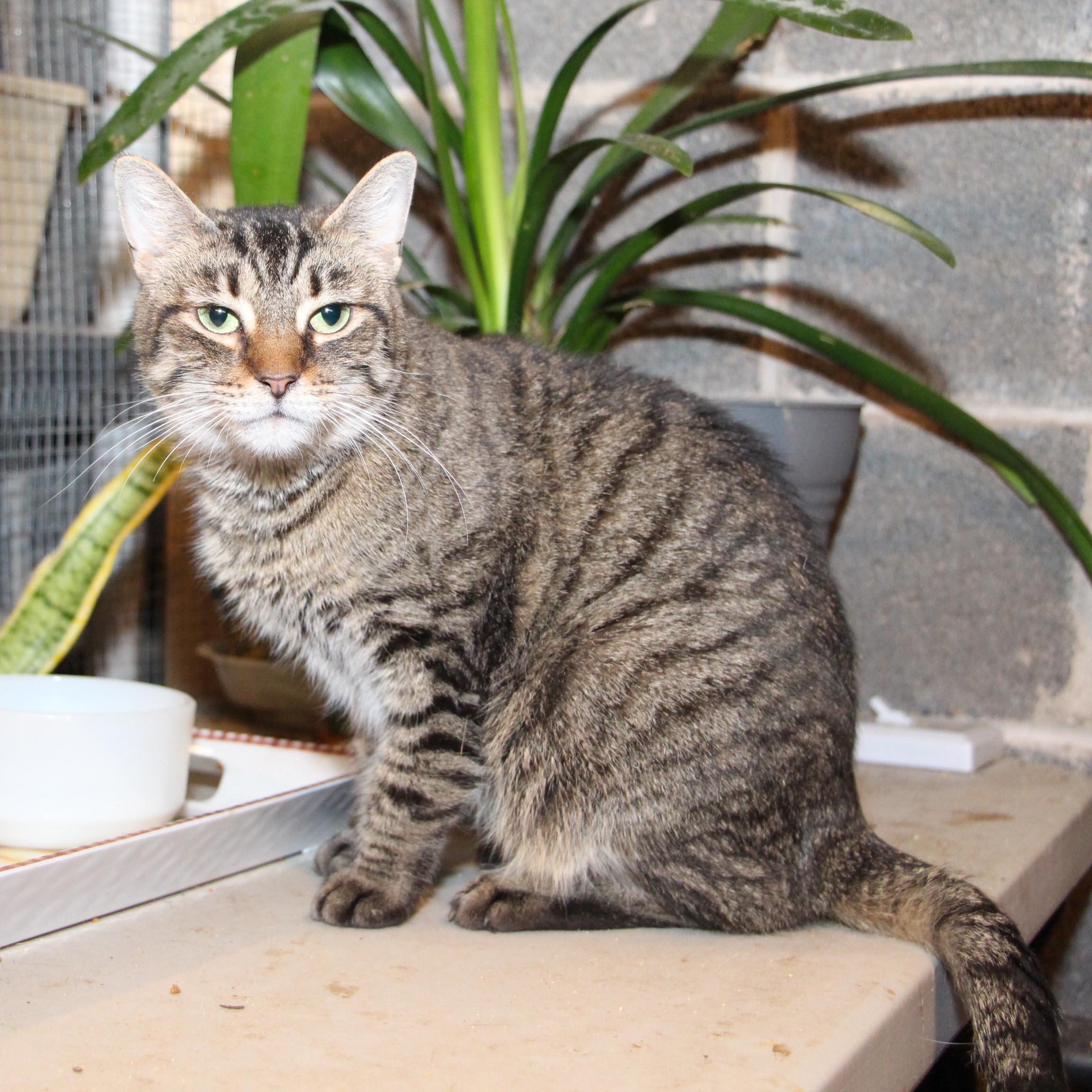Enlarge Amber, a Adoptable mixed breed in Harrisburg, PA image 4/5