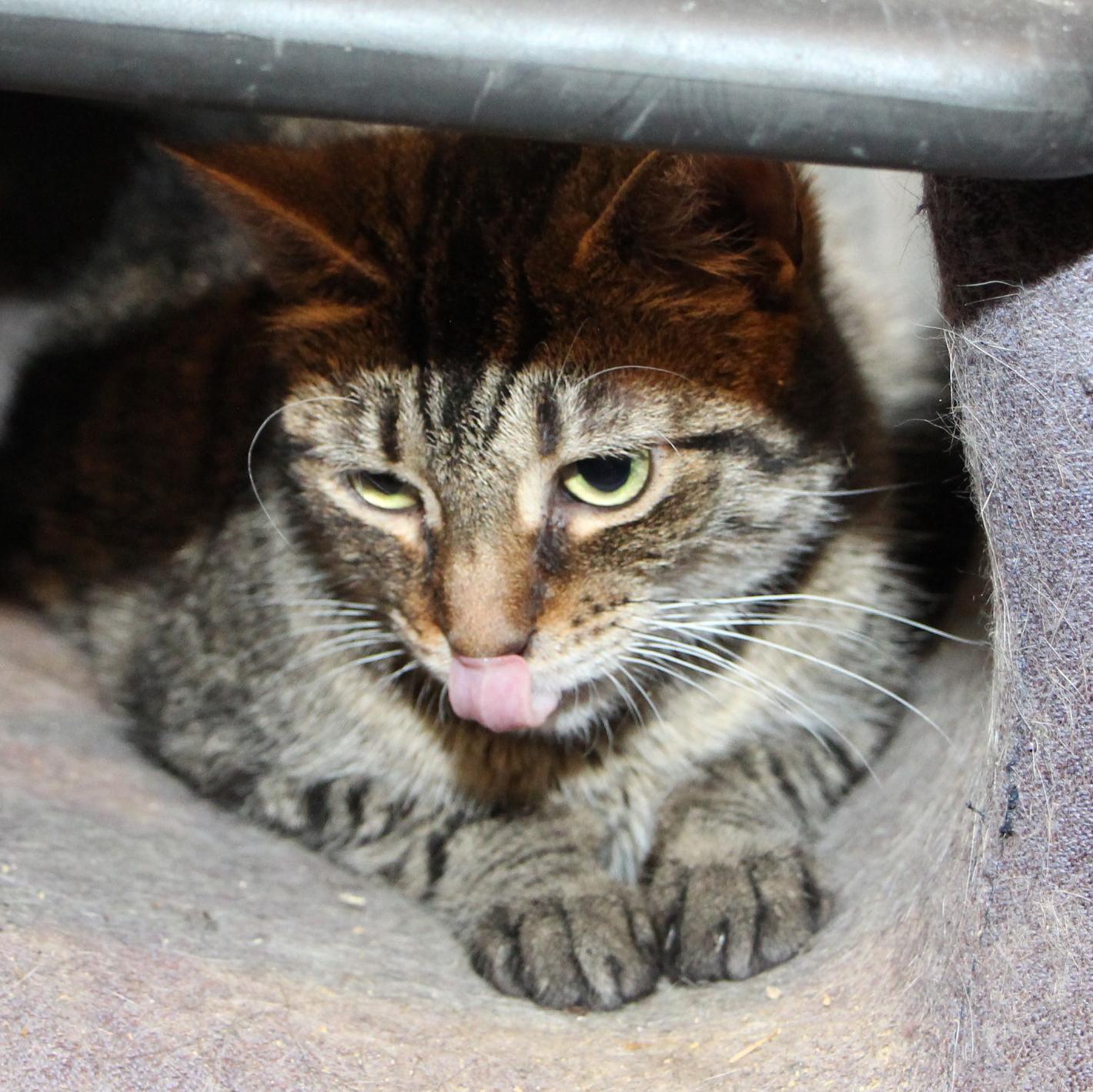 Enlarge Amber, a Adoptable mixed breed in Harrisburg, PA image 5/5