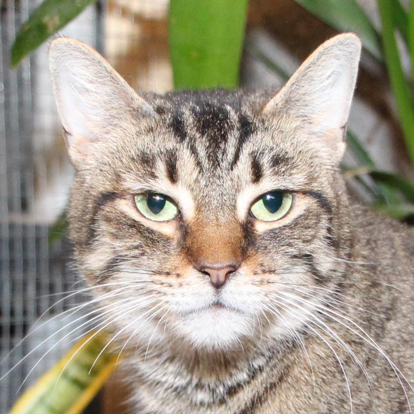 Enlarge Amber, a Adoptable mixed breed in Harrisburg, PA image 1/5