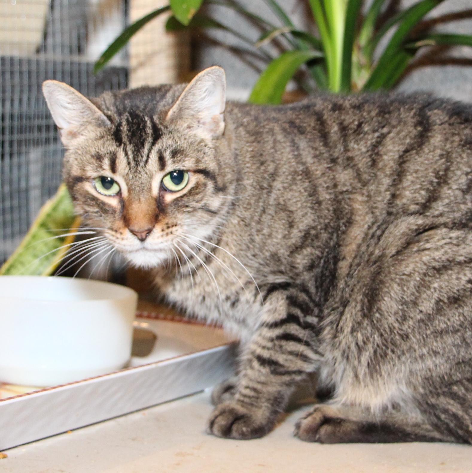 Enlarge Amber, a Adoptable mixed breed in Harrisburg, PA image 3/5