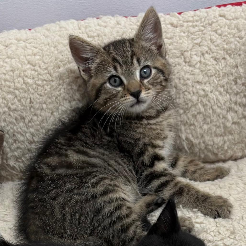 Fage, Adoptable, Kitten Male Domestic Short Hair.