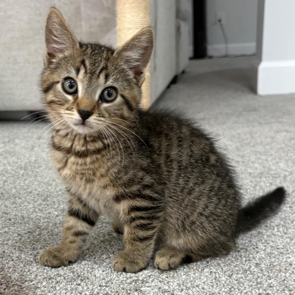 Fage, a Adoptable Domestic Short Hair in Potomac, MD image 2/3