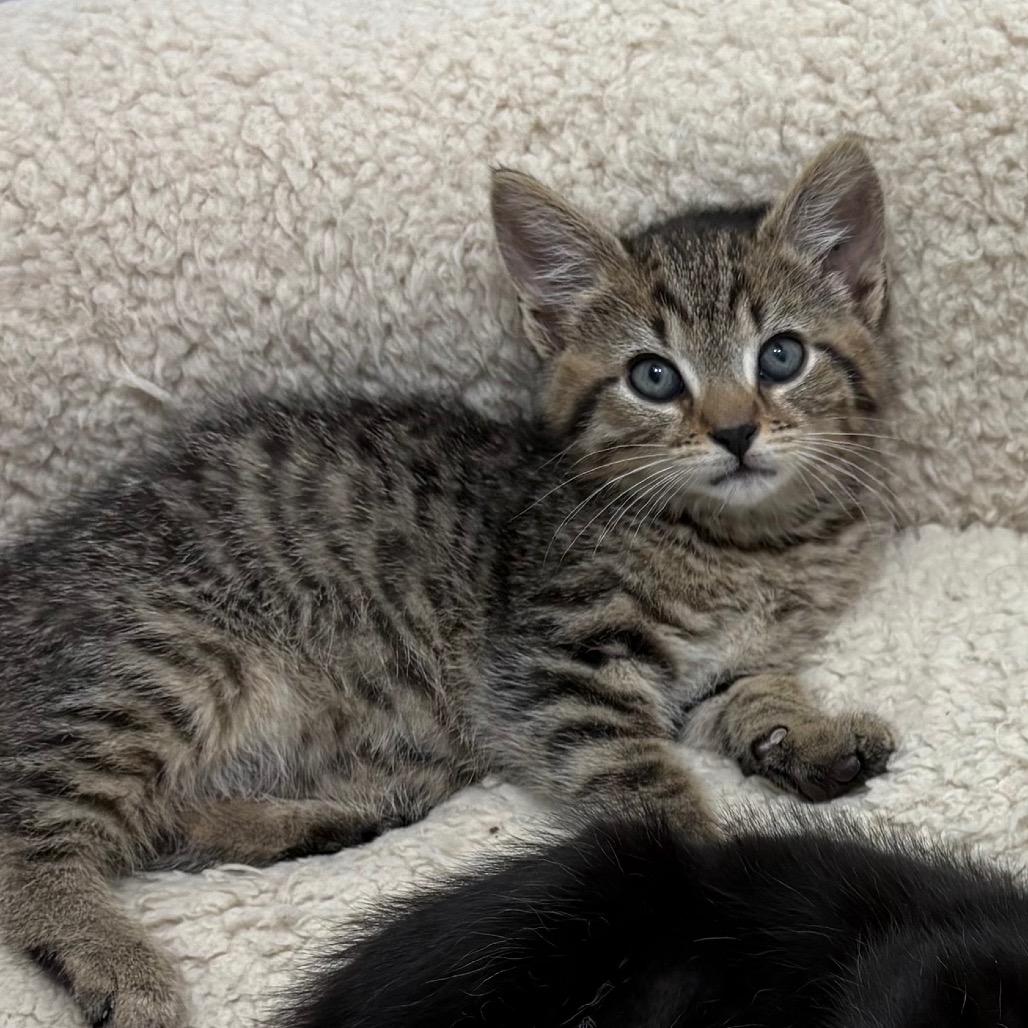 Fage, a Adoptable Domestic Short Hair in Potomac, MD image 3/3