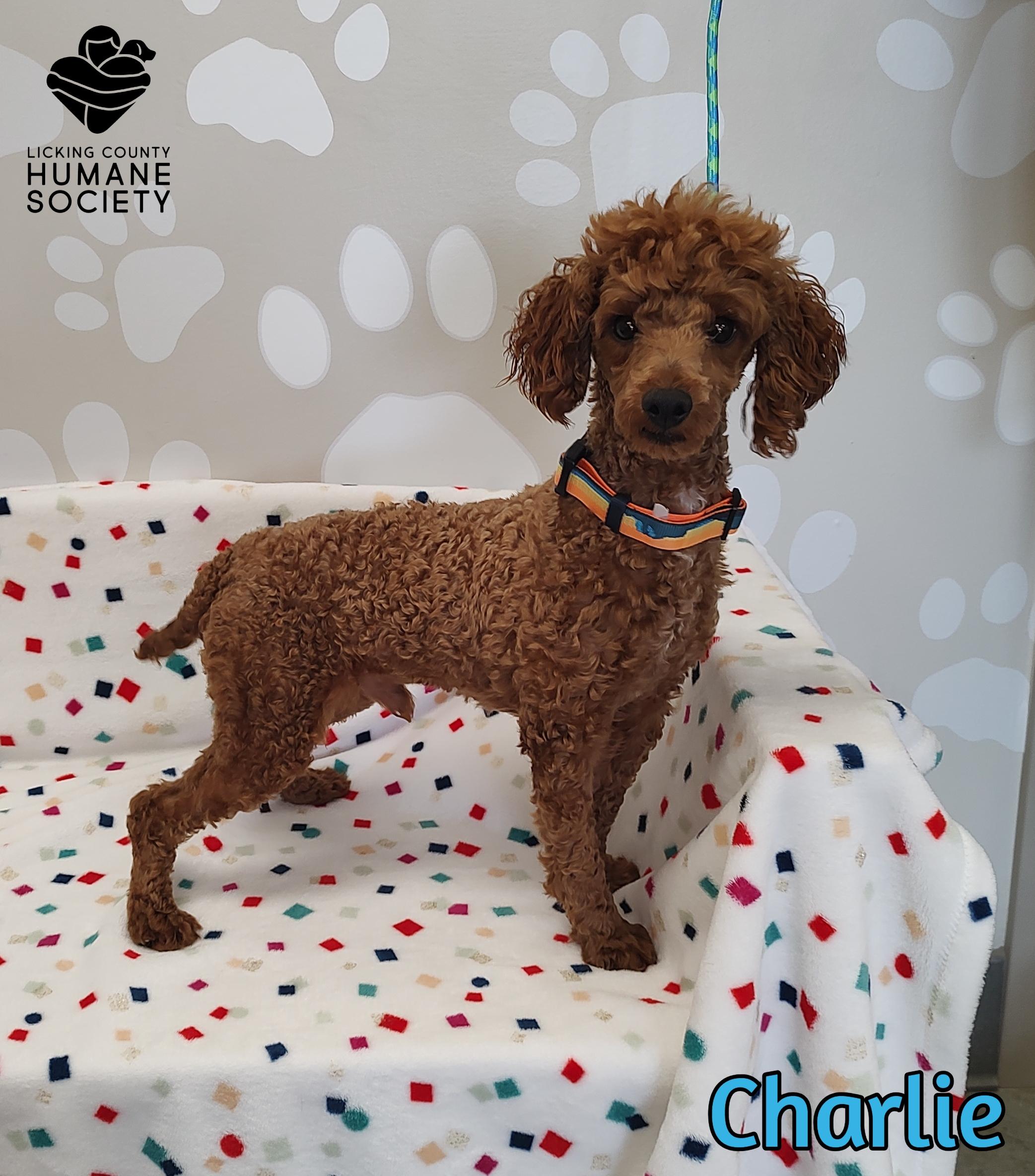Enlarge Charlie, an adopted Miniature Poodle in Heath, OH image 1/1
