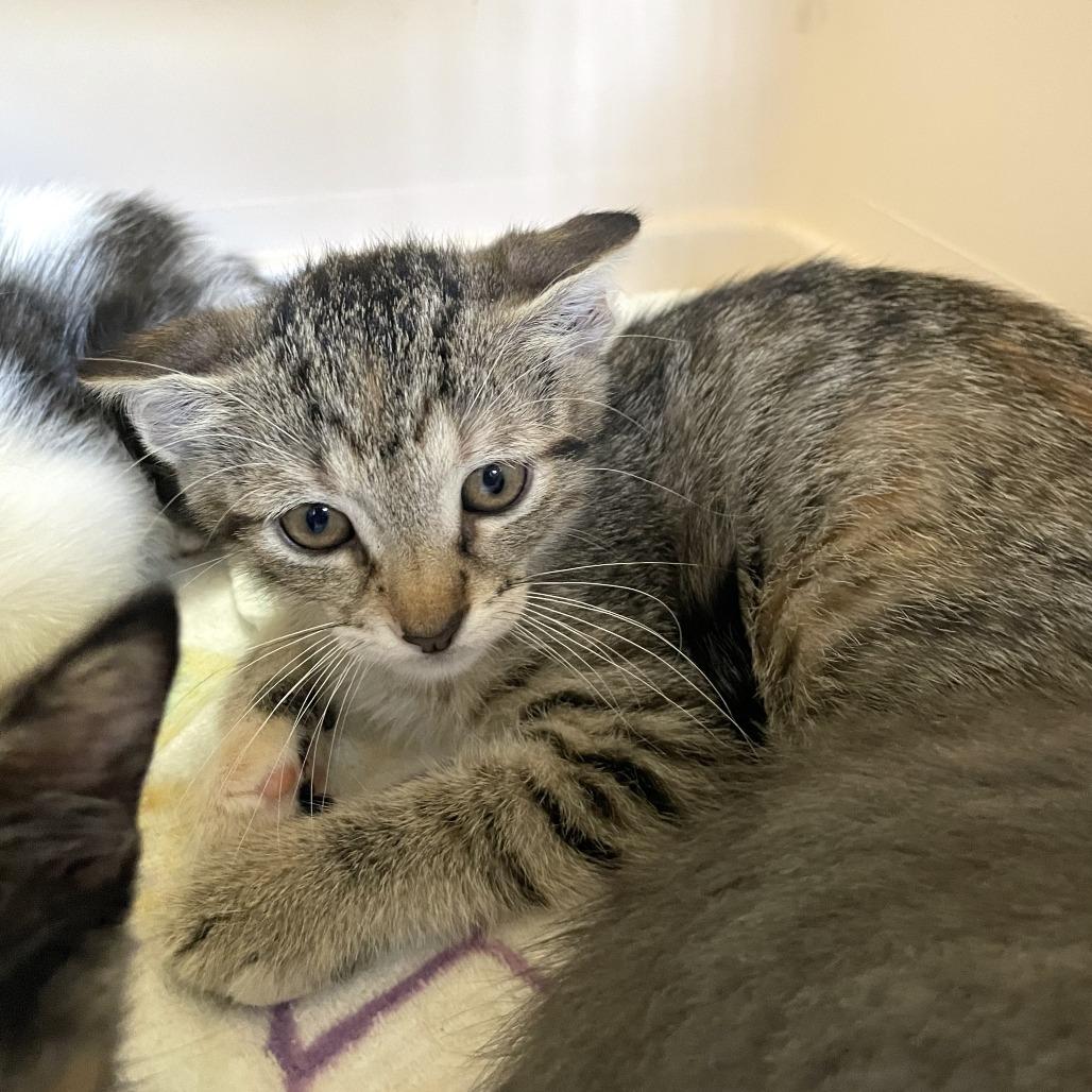 Spam Fried Rice, Adoptable, Kitten Female American Shorthair.