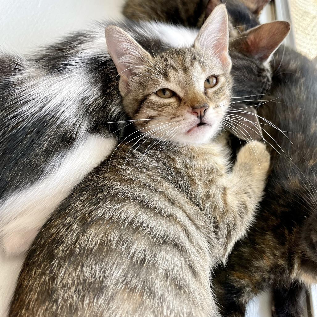 Spam Fried Rice, a Adoptable American Shorthair in Carencro, LA image 2/4