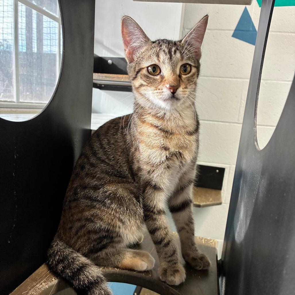 Enlarge Spam Fried Rice, a Adoptable American Shorthair in Carencro, LA image 2/5