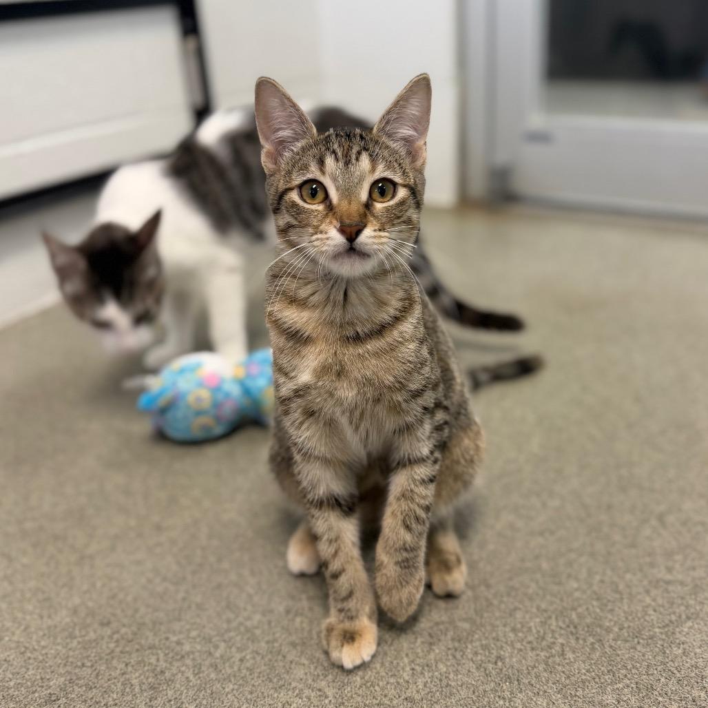 Enlarge Spam Fried Rice, a Adoptable American Shorthair in Carencro, LA image 3/5