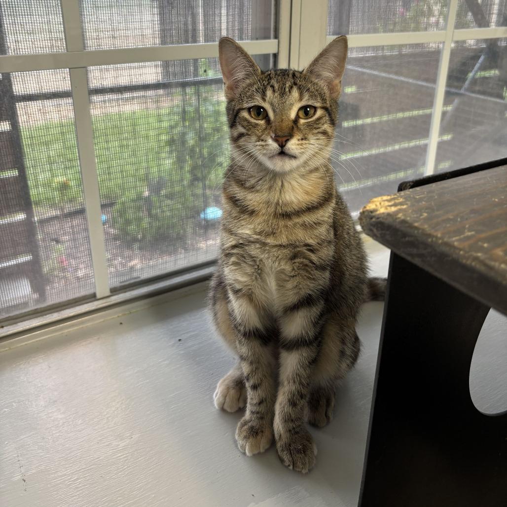 Enlarge Spam Fried Rice, a Adoptable American Shorthair in Carencro, LA image 4/5