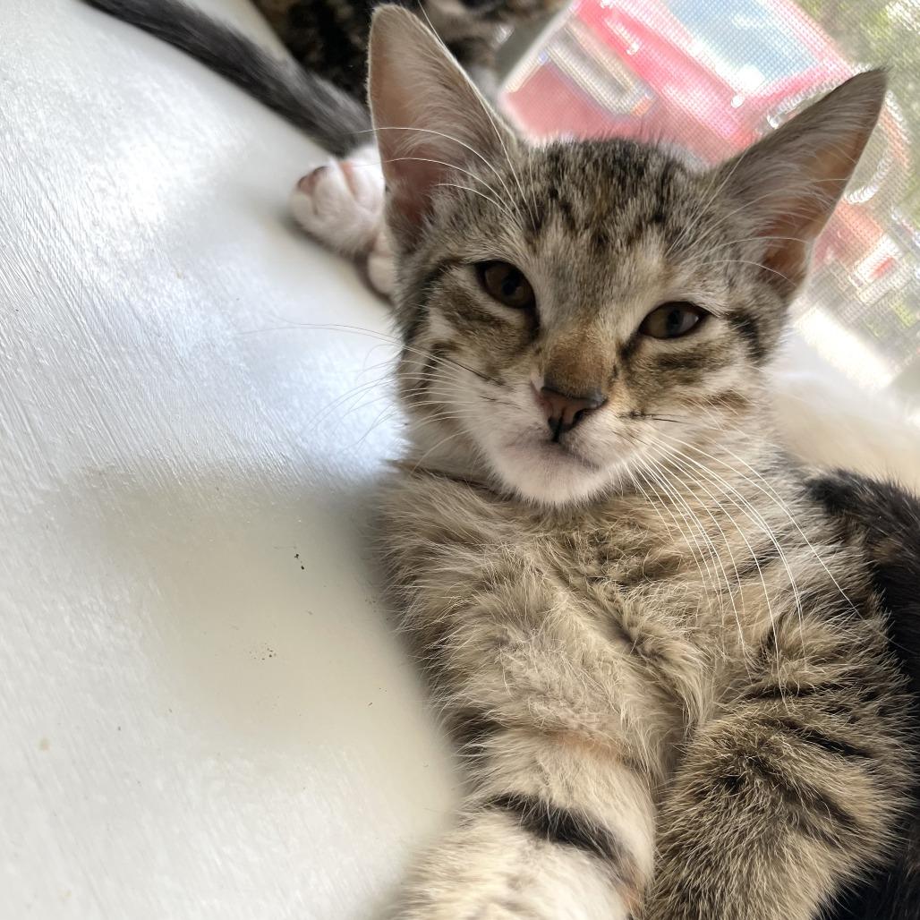 Spam Fried Rice, a Adoptable American Shorthair in Carencro, LA image 3/4