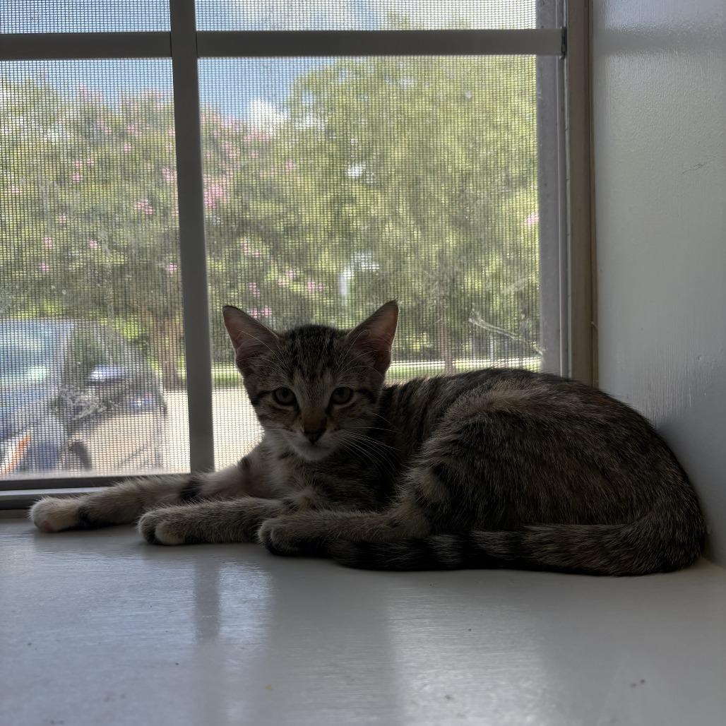 Spam Fried Rice, a Adoptable American Shorthair in Carencro, LA image 4/4