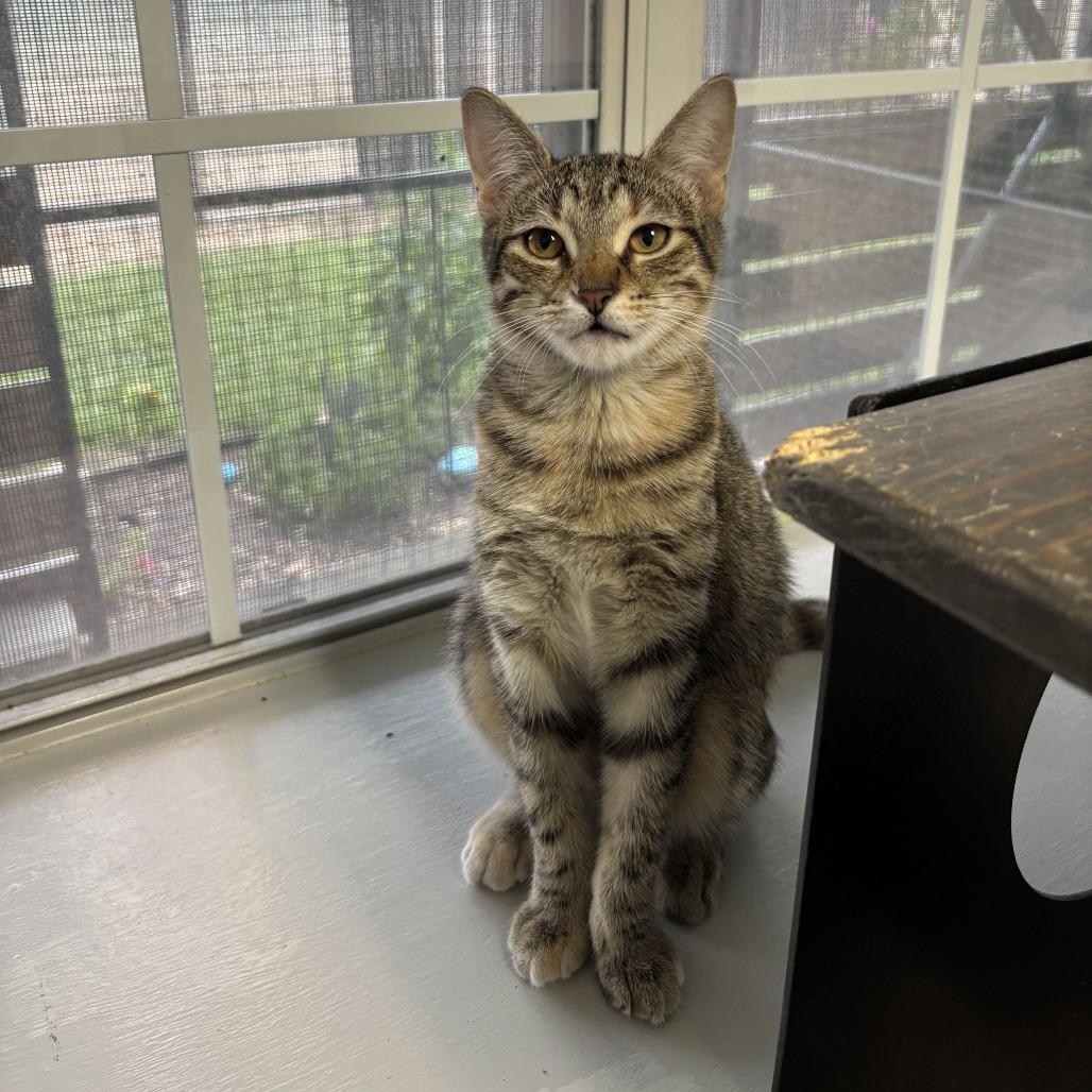 Enlarge Spam Fried Rice, a Adoptable American Shorthair in Carencro, LA image 5/5