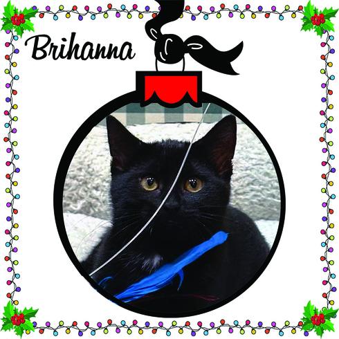Brihanna, Adoptable, Kitten Female Domestic Short Hair.