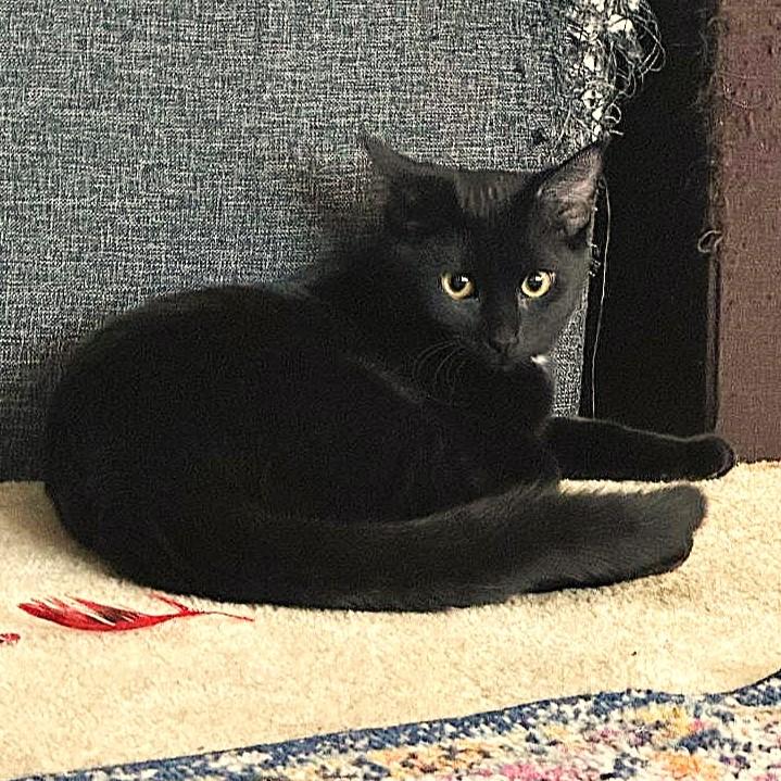 Brihanna, a Adoptable Domestic Short Hair in Lombard, IL image 4/6