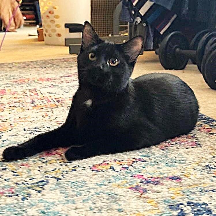 Brihanna, a Adoptable Domestic Short Hair in Lombard, IL image 2/6