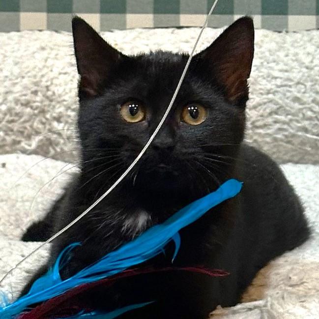 Brihanna, Adoptable, Kitten Female Domestic Short Hair.