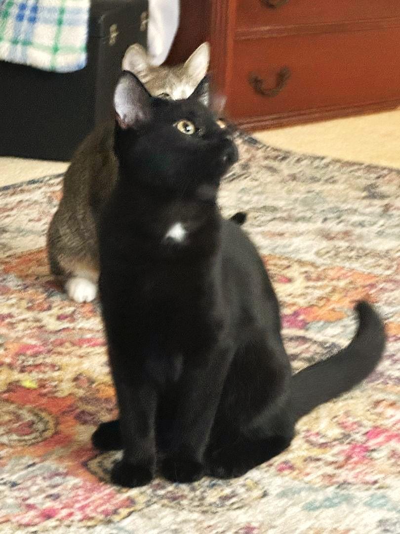 Brihanna, a Adoptable Domestic Short Hair in Lombard, IL image 3/6