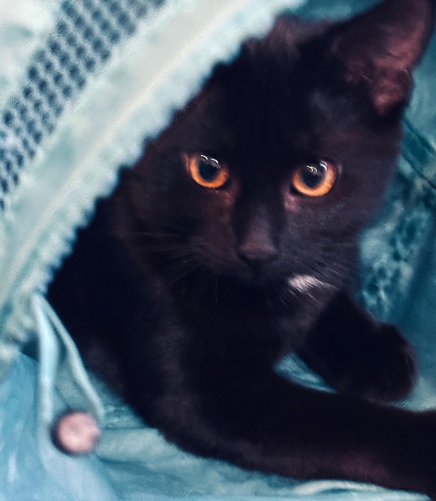 Enlarge Brihanna, a Adoptable Domestic Short Hair in Lombard, IL image 4/4