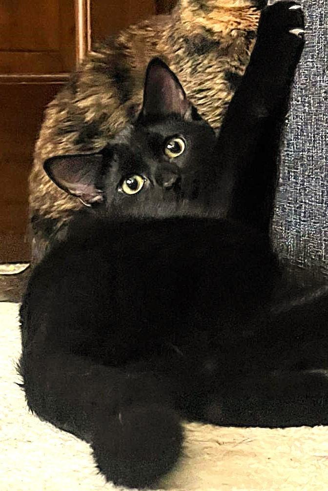 Brihanna, a Adoptable Domestic Short Hair in Lombard, IL image 1/6