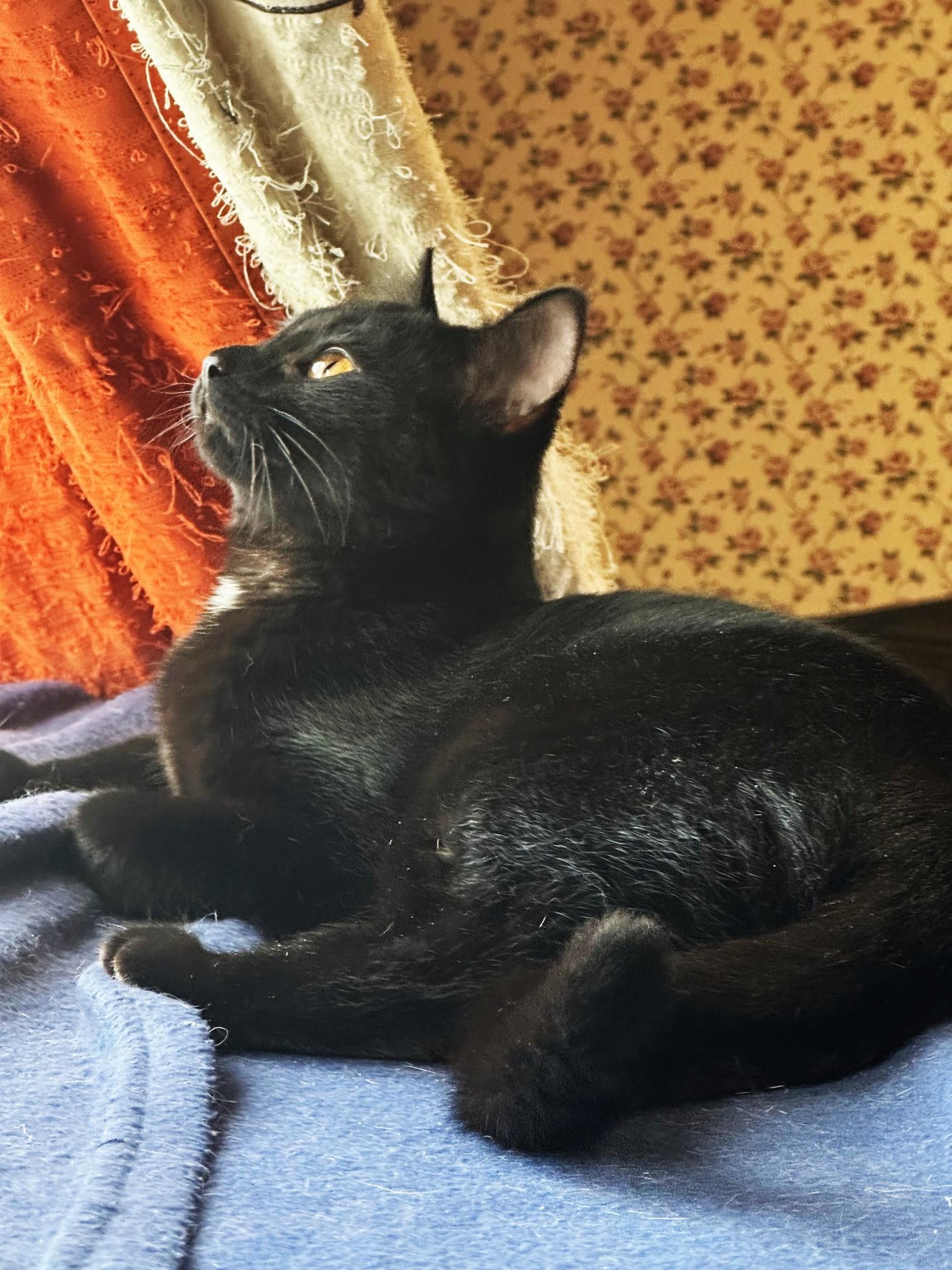 Enlarge Brihanna, a Adoptable Domestic Short Hair in Lombard, IL image 2/4