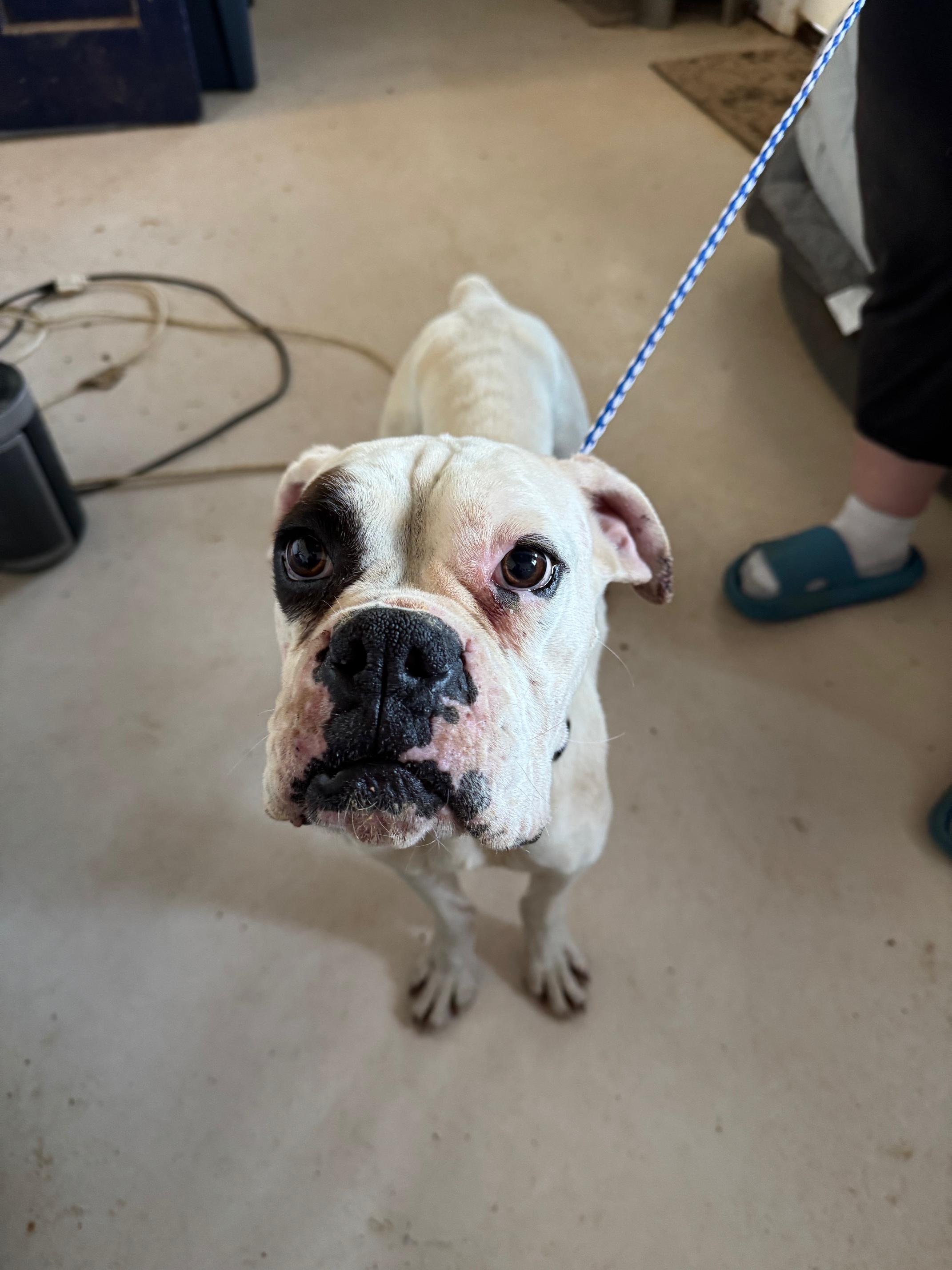 Enlarge Barney, a Adopted Boxer in Jacksonville, AL image 1/4