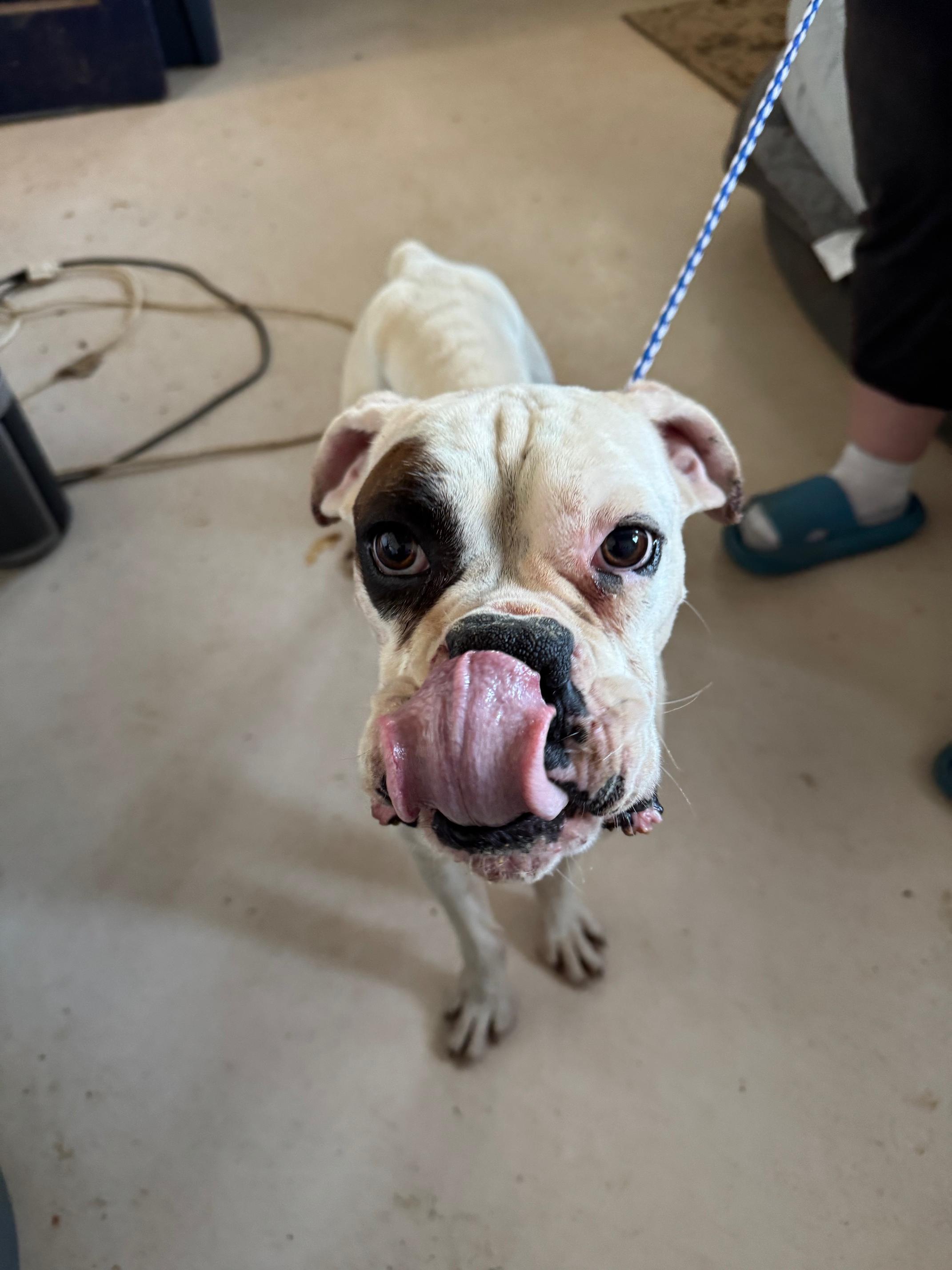 Enlarge Barney, a Adopted Boxer in Jacksonville, AL image 2/4
