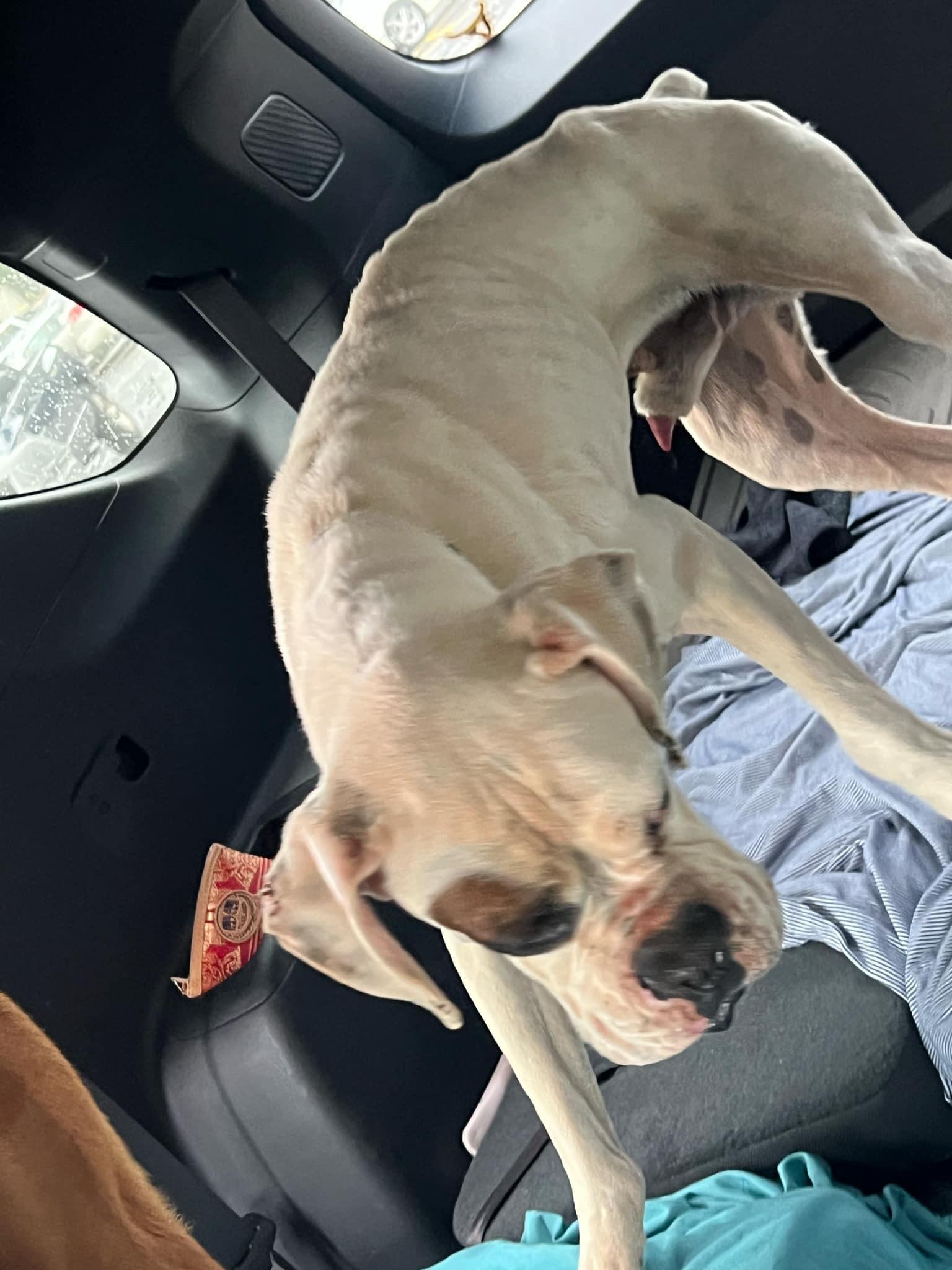 Barney, Adopted, Adult Male Boxer.